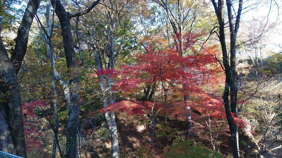 懐古園で見られる空、木立、紅葉の鮮やかな景色です。