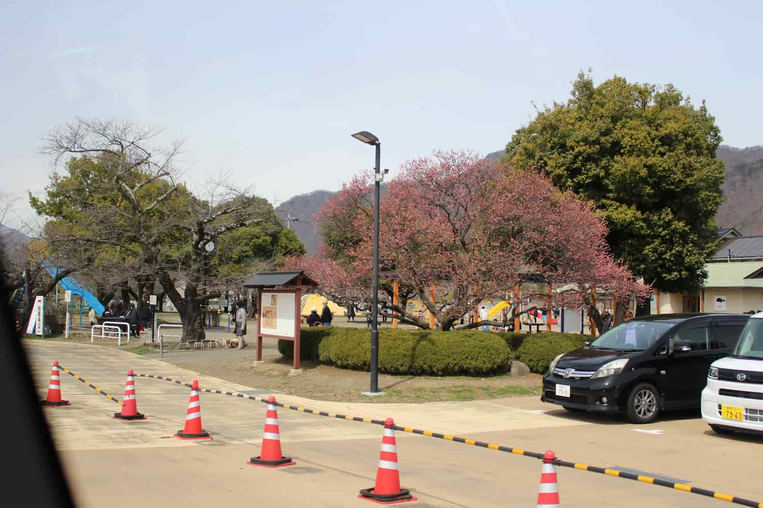 上田城駐車場にきれいな梅の花が咲いていました。