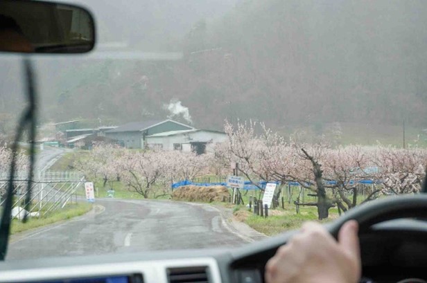 あんずの花が咲いている中を車が進んでいきます。