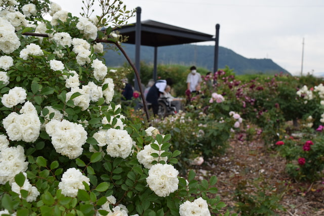 さかき千曲川バラ公園は今が見ごろ