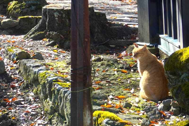 敷地の入り口で、まるで出迎えているような猫