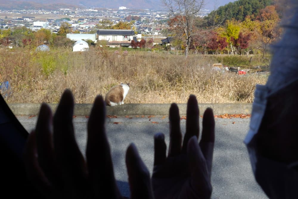 枯草と同じ色の猫に、一所懸命手を振ります