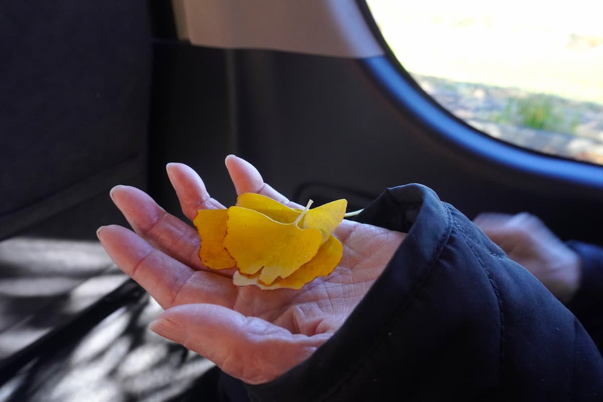 イチョウの落ち葉を拾いました
